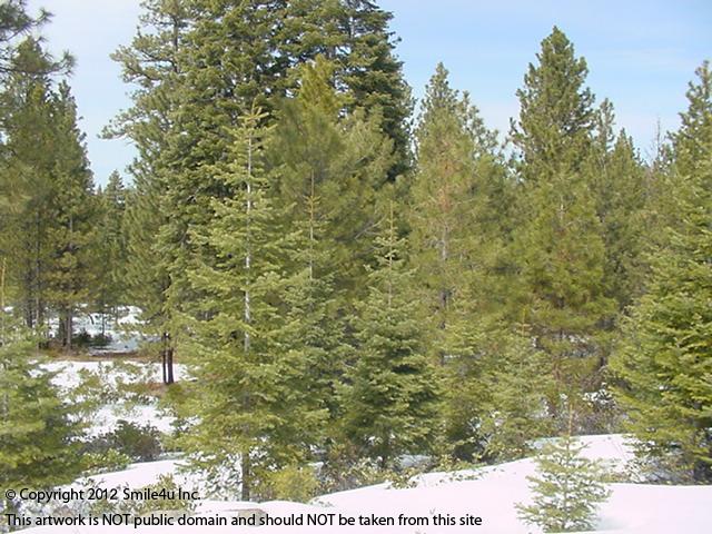 BIG PINES! I thought we were suppossed to be having an early spring, but I found this land about 30 minutes NE of Klamath Falls with lots of snow on it still in April 2012. It had just snowed for a few days and I had a fun time trecking a few lots in the snow to it! 